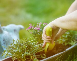 A Seasonal Guide to Garden Care for Every Climate