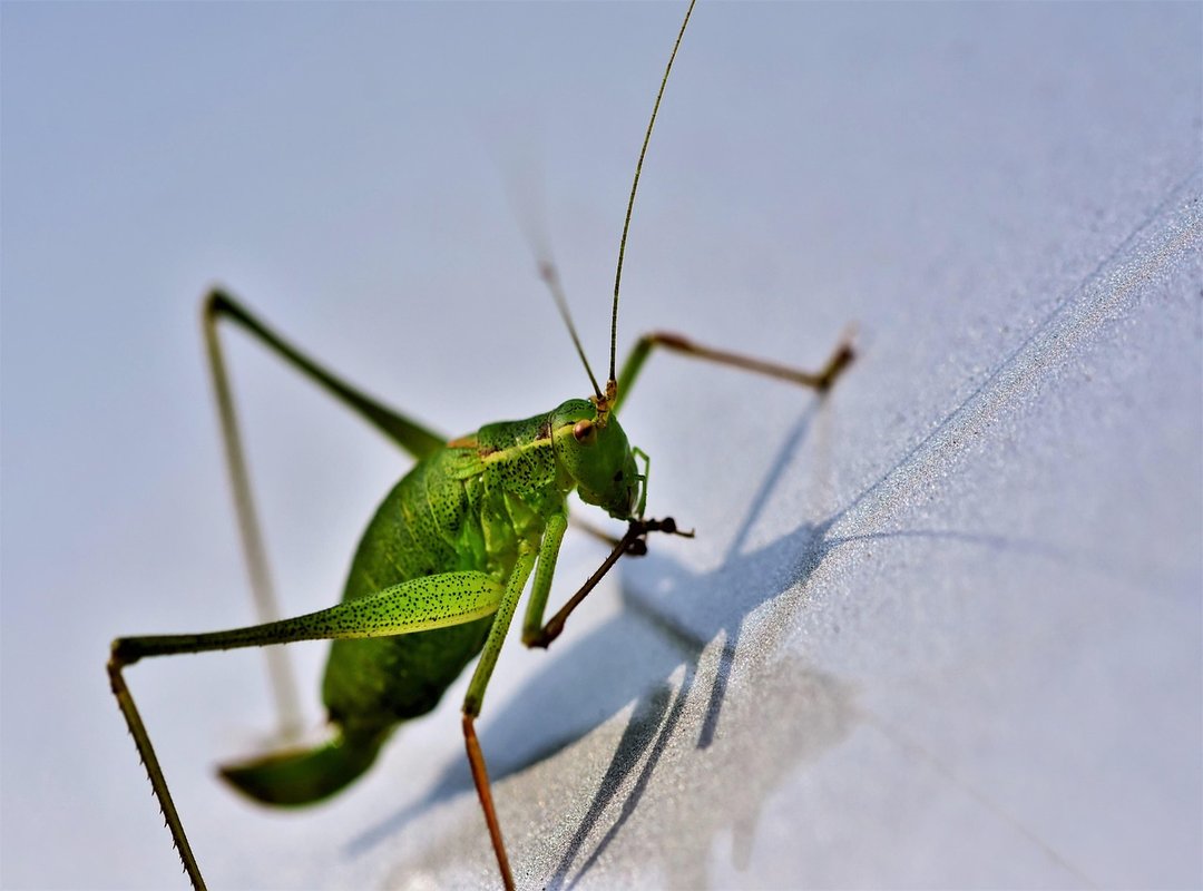 Garden Decoration Kdalandscapetion