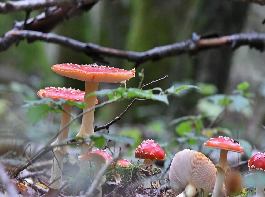 divertido zorionak zuri gif