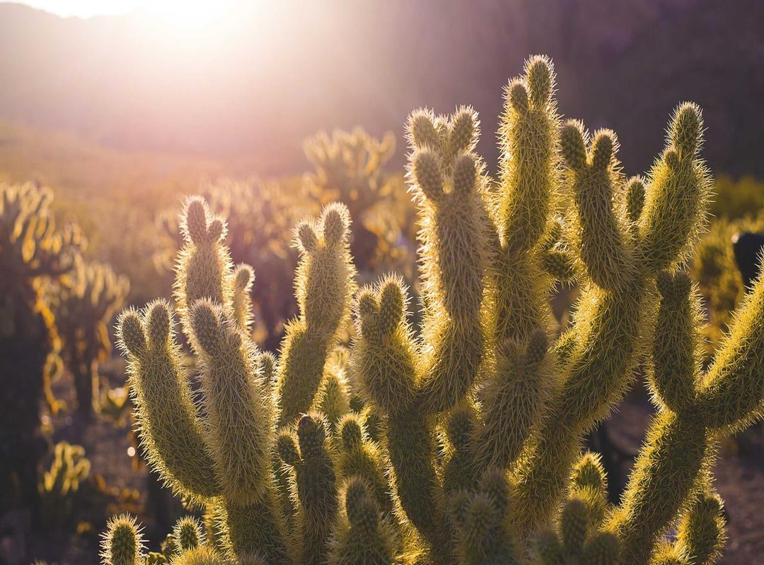 Their Impact on the Modern Art Market